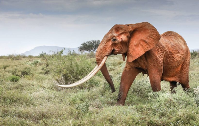 2 Days Tsavo Overland Experience